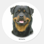 Rottweiler Round Stickers