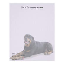 Rottweiler sonriente descolorado que coloca en gri membrete  