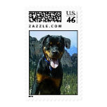 Rottweiler Stamp