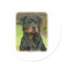 Rottweiler stickers by TraffordPhotos Rottweiler stickers