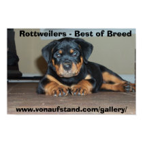 Rottweilers - Best of Breed posters by Sholcroft Rottweilers - Best of Breed posters