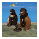 rottweiller, dogs, pet, airline, bomber, jacket,