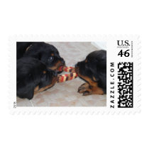 Rottweler postage