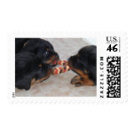 Rottweler Stamp
