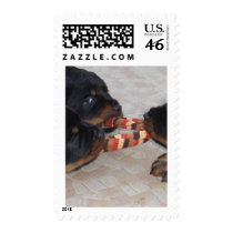 Rottweler postage