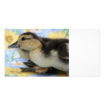 rouen duckling facing left low head picture card