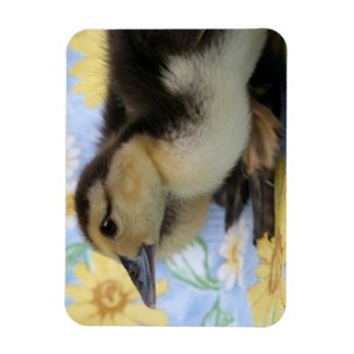 rouen duckling facing left low head flexible magnet