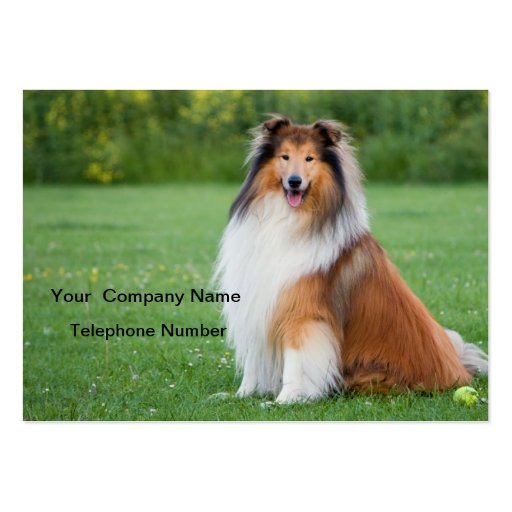 Rough collie dog beautiful photo business card (front side)