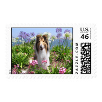 Rough Collie in Flowers Postage Stamp by JWallPhotos Rough Collie in Flowers Postage Stamp