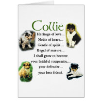 Rough Collie Puppies Art Gifts cards