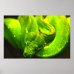 Rough Green Snake - Posters