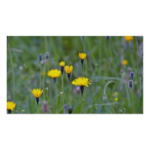 Rough hawkbit (Leontodon Hispidus)  flowers Business Card Templates (back side)