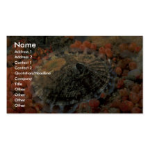 Rough keyhole limpet (Diodora aspera) Shell Business Card Templates