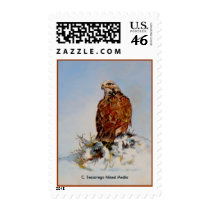 Rough Legged Hawk, C. Sessarego Mixed Media postage