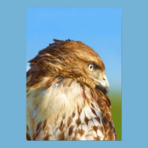 Rough-legged Hawk Print