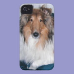 Rough Sable Collie iPhone 4 Case casemate cases