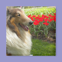 Rough Sable Collie n Tulips Magnet magnets