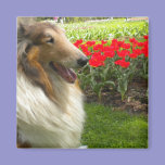 Rough Sable Collie n Tulips Magnet