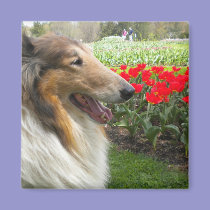 Rough Sable Collie n Tulips Magnet magnets