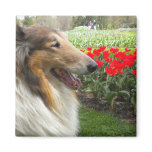 Rough Sable Collie n Tulips Magnet Rough Sable Collie n Tulips Magnet