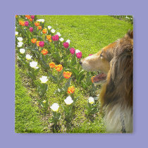 Rough Sable Collie N Tulips Magnet magnets