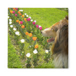 Rough Sable Collie N Tulips Magnet Rough Sable Collie N Tulips Magnet