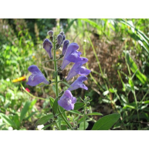 Rough Skullcap print