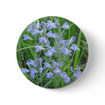 Rough Skullcap, Scutellaria integrifolia buttons
