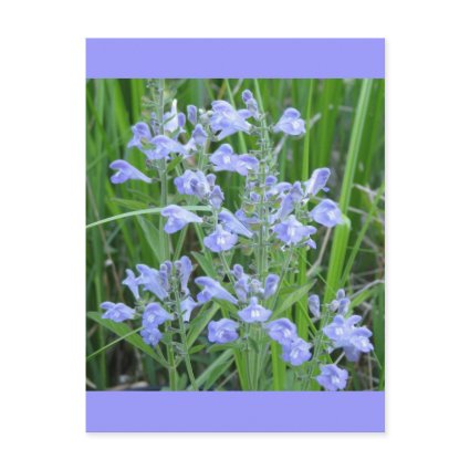 Rough Skullcap, Scutellaria integrifolia postcard