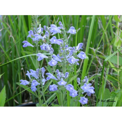 Rough Skullcap, Scutellaria integrifolia print
