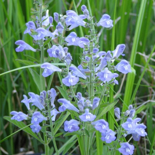 Rough Skullcap, Scutellaria integrifolia sticker