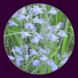 Rough Skullcap, Scutellaria integrifolia stickers