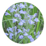 Rough Skullcap, Scutellaria integrifolia Round Sticker