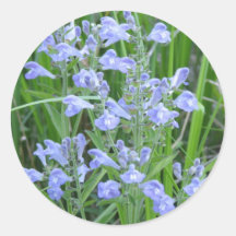 Rough Skullcap, Scutellaria integrifolia Round Sticker