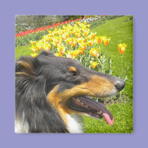 Rough Tri-Color Collie n Tulips Magnet magnets
