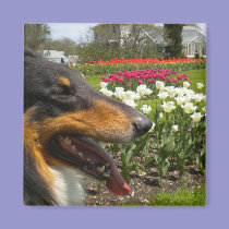 Rough Tri-Color Collie n Tulips Magnet magnets