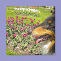 Rough Tri-Color Collie n Tulips Magnet magnets