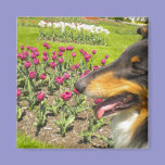 Rough Tri-Color Collie n Tulips Magnet