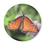 Round Butterfly Magnet magnets