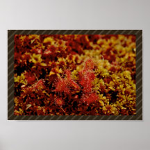 Round Leaf Sundew Posters