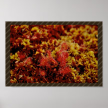 Round Leaf Sundew Posters