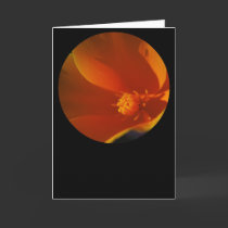round orange poppy cards by stucker111 round orange poppy cards