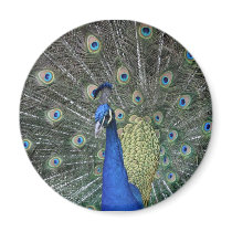 Round Peacock Magnet