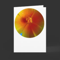 round poppy on white cards by stucker111 round poppy on white cards