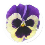 Round Purple and Yellow Pansy Stickers stickers