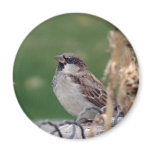 Round Sparrow Magnet magnets
