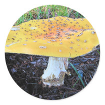 Round Stickers stickers