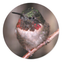 Round Stickers