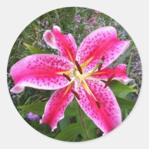 Round Stickers - Stargazer Lily