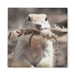 Round-tailed Ground Squirrel magnets